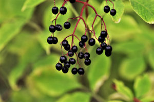 fascinating facts about elderberry syrup &recipe